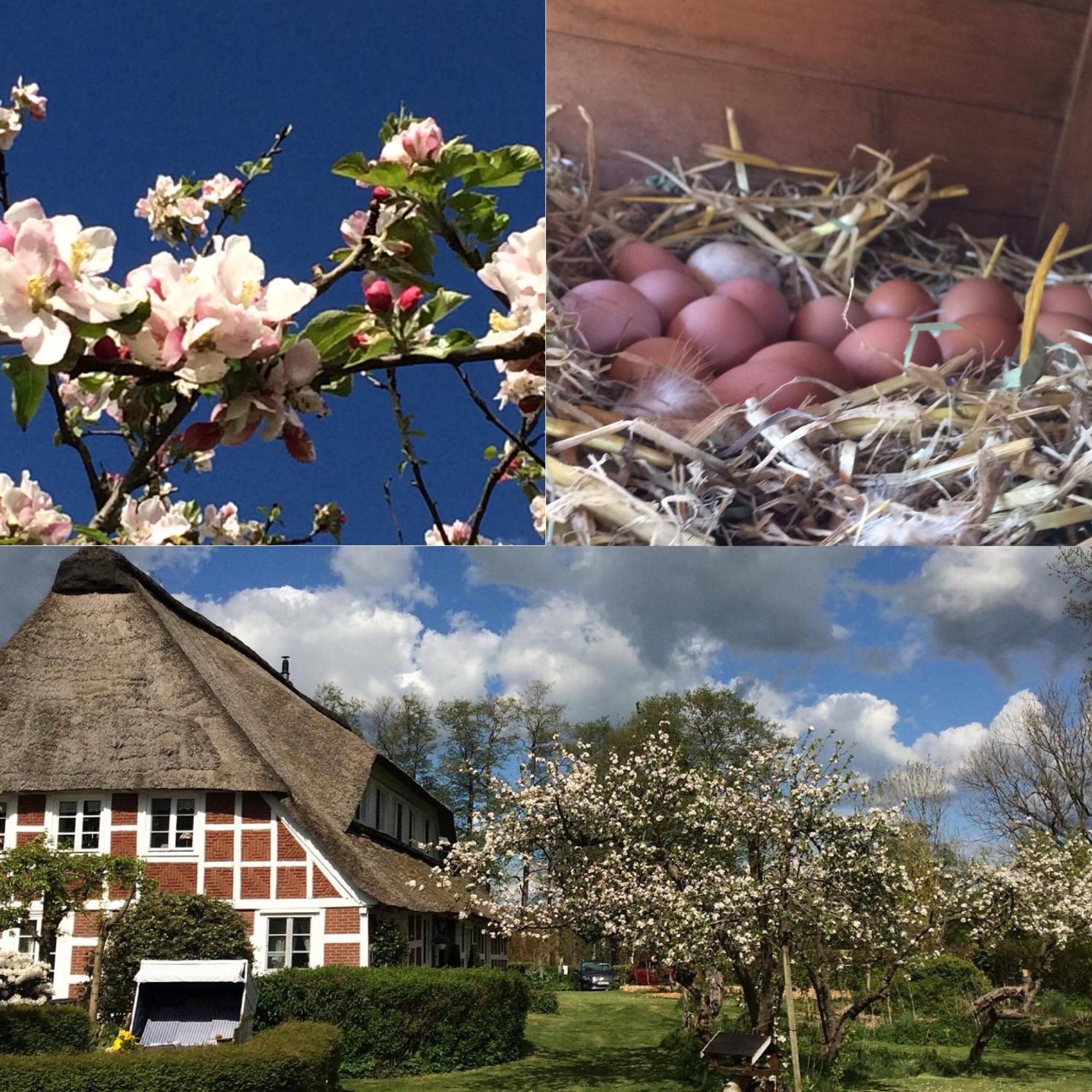 Altes Landhaus Oste, Klavier Appartement, 2 Zimmer Mit Kamin Hemmoor Exterior foto